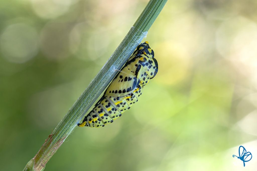 Larva di Malacosoma sp. (Lasiocampidae) e pupa di Aporia crataegi (Pieridae)